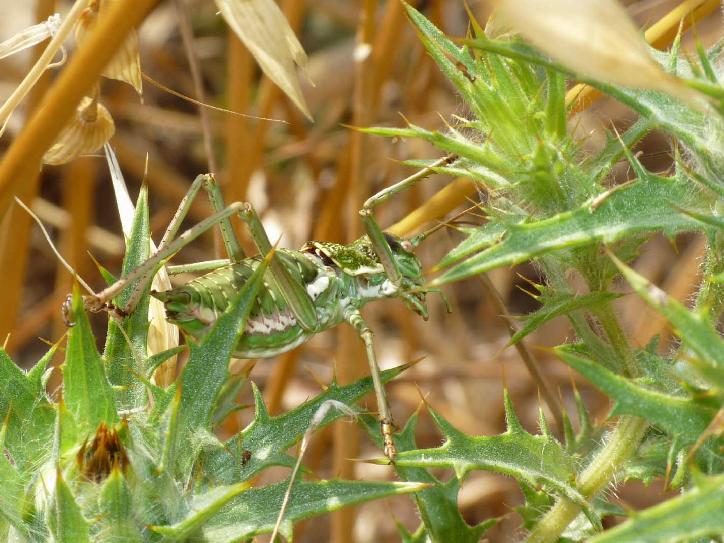 Uromenus di Tolfa: U. (Bolivarius) elegans